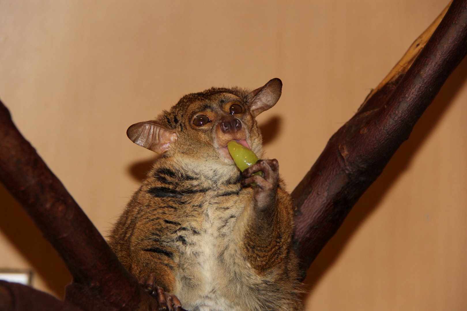 northern greater galago (Otolemur garnettii)