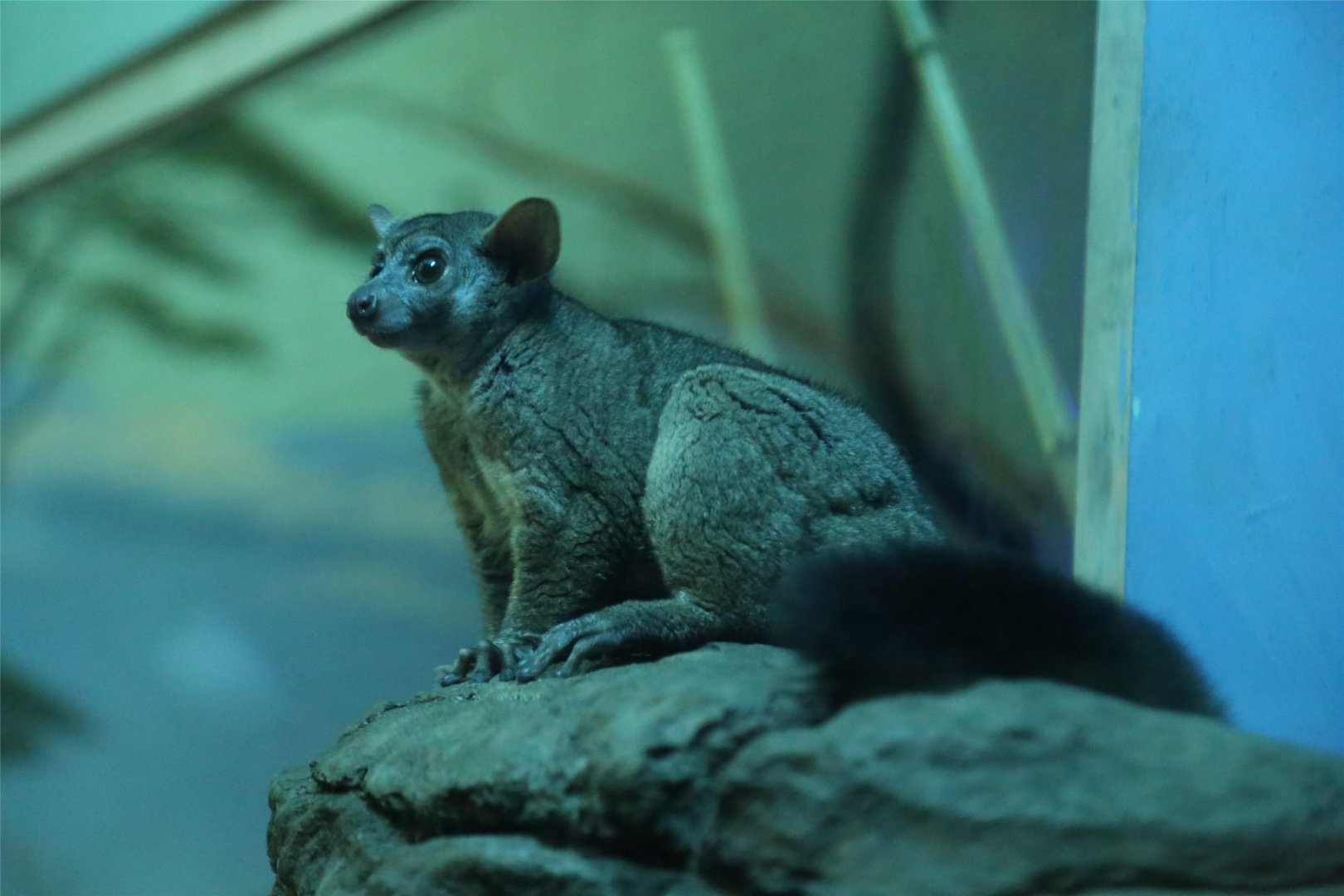 Northern Greater Galago (Otolemur garnettii)