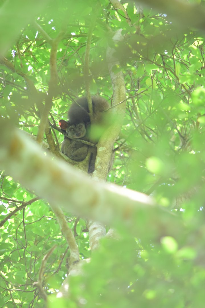 Northern greater galago(?) (Otolemur garnettii)