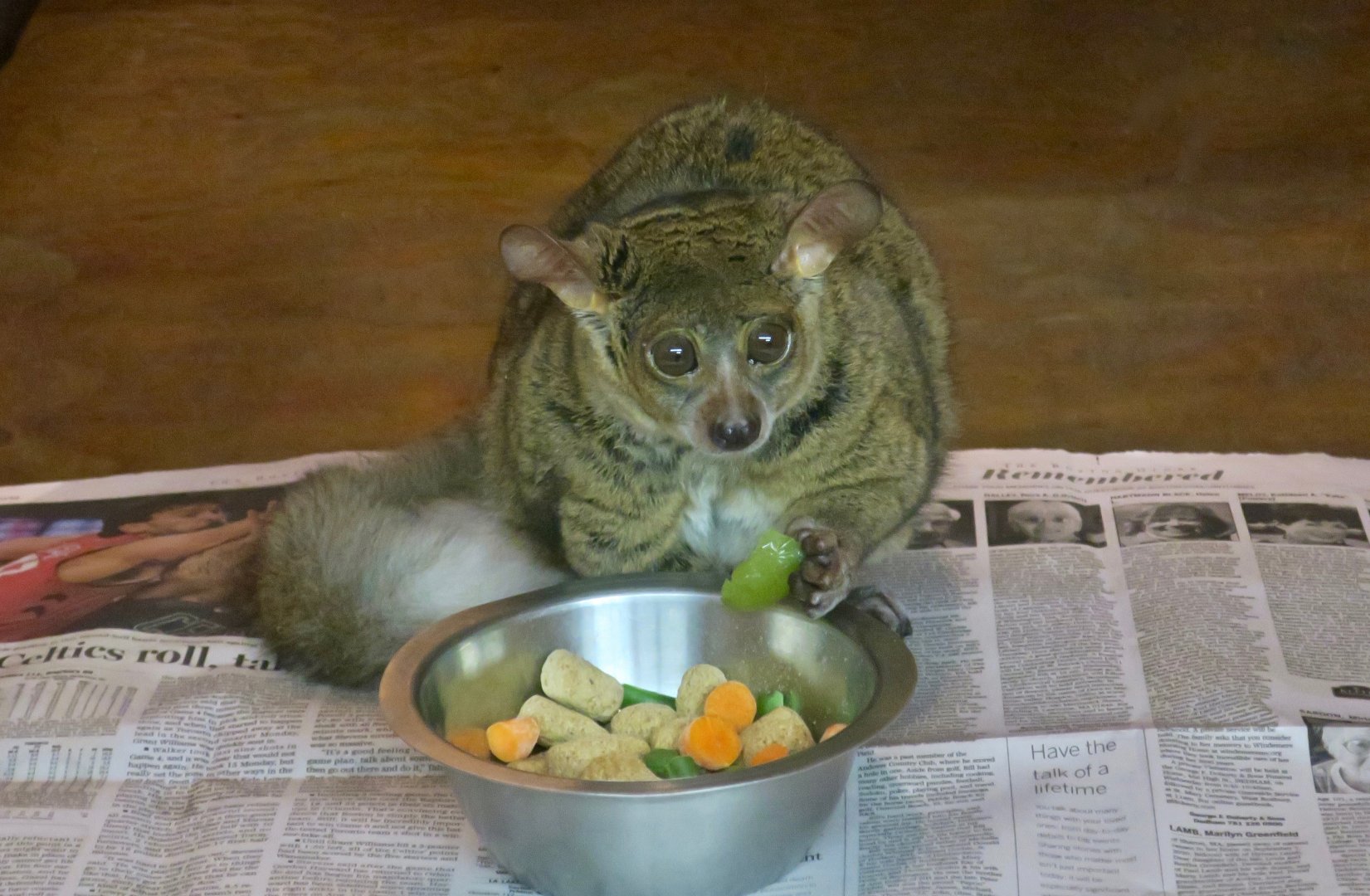 Northern Greater Galago (Otolemur garnettii)