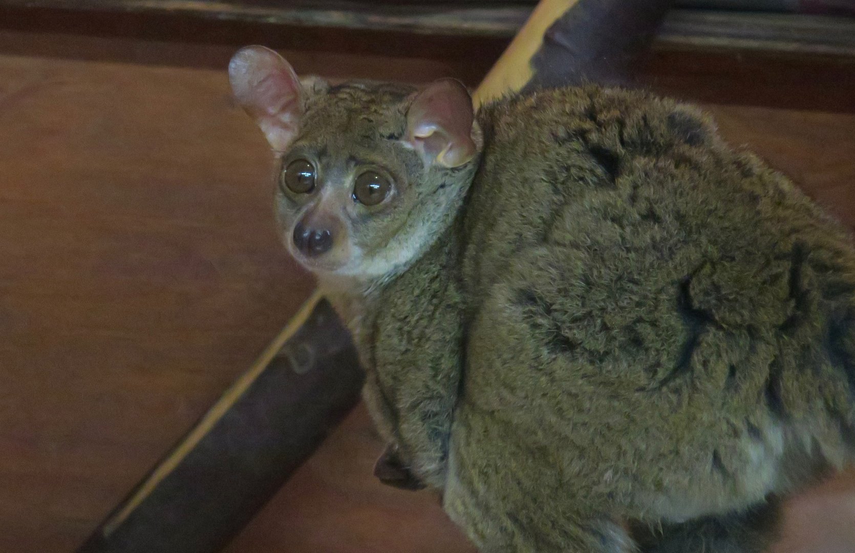 Northern Greater Galago (Otolemur garnettii)