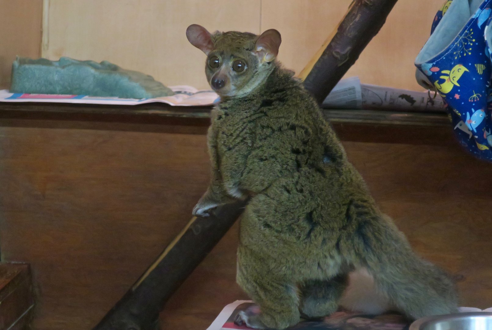 Northern Greater Galago (Otolemur garnettii)