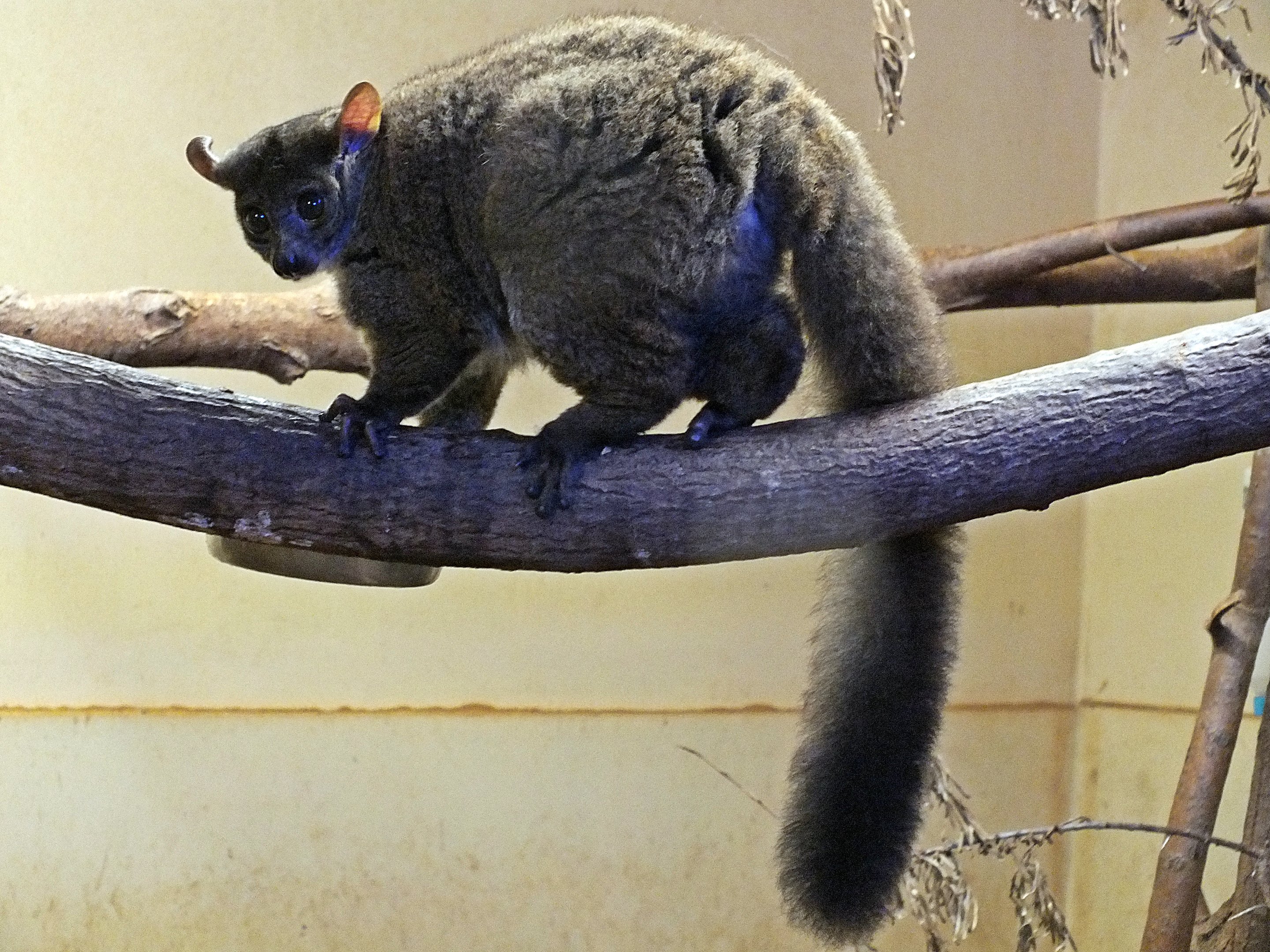 Northern greater galago