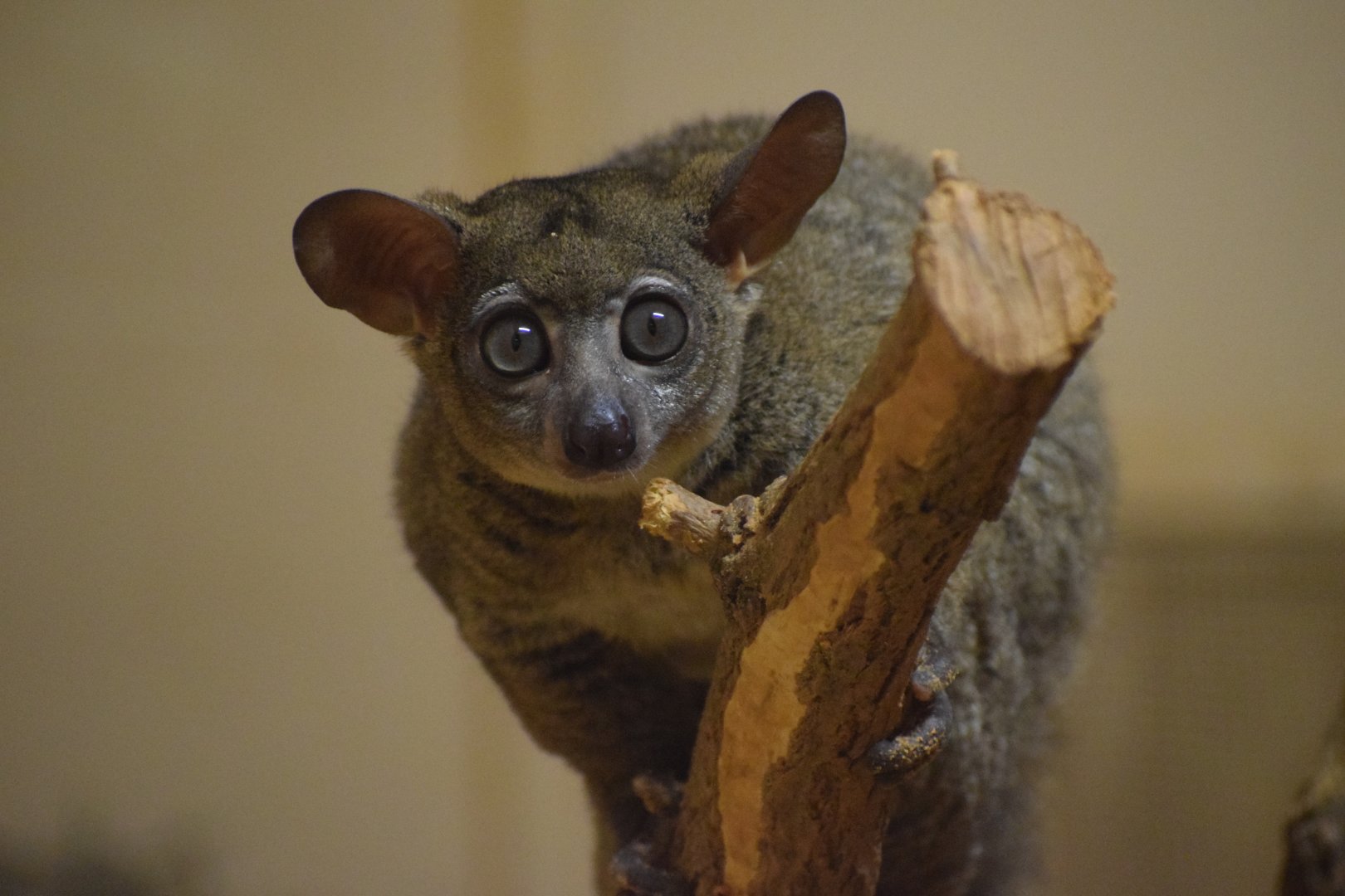 Northern greater galago
