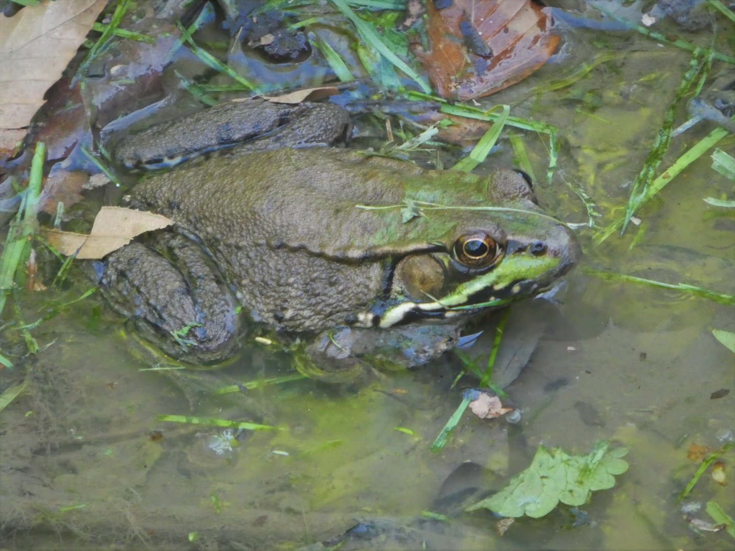 Northern Green Frog