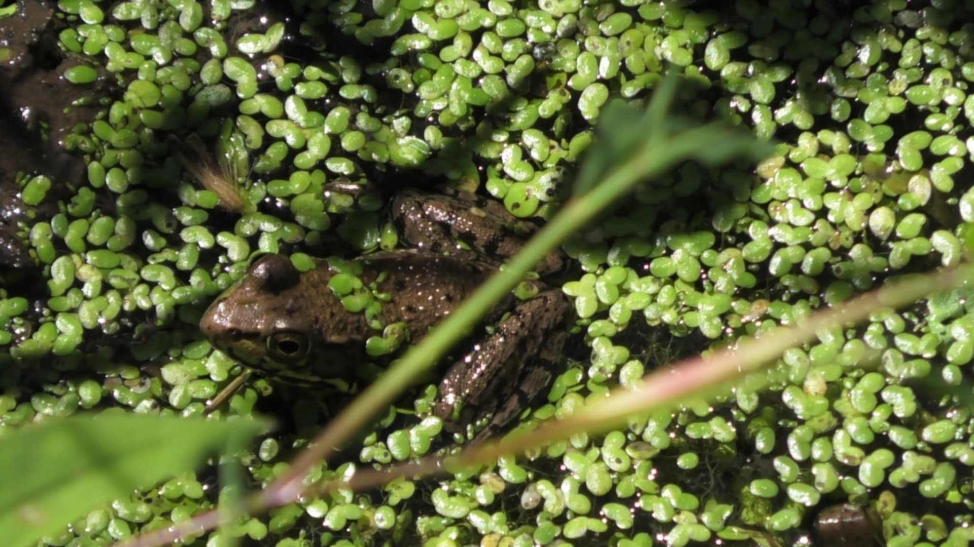 Northern Green Frog