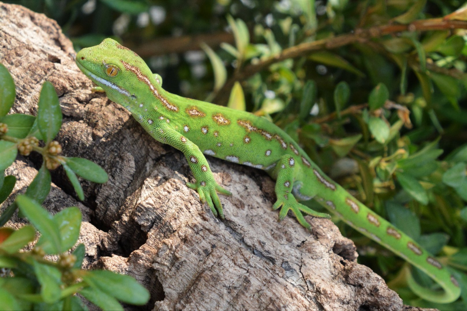 Northern green gecko (Naultinus grayii)