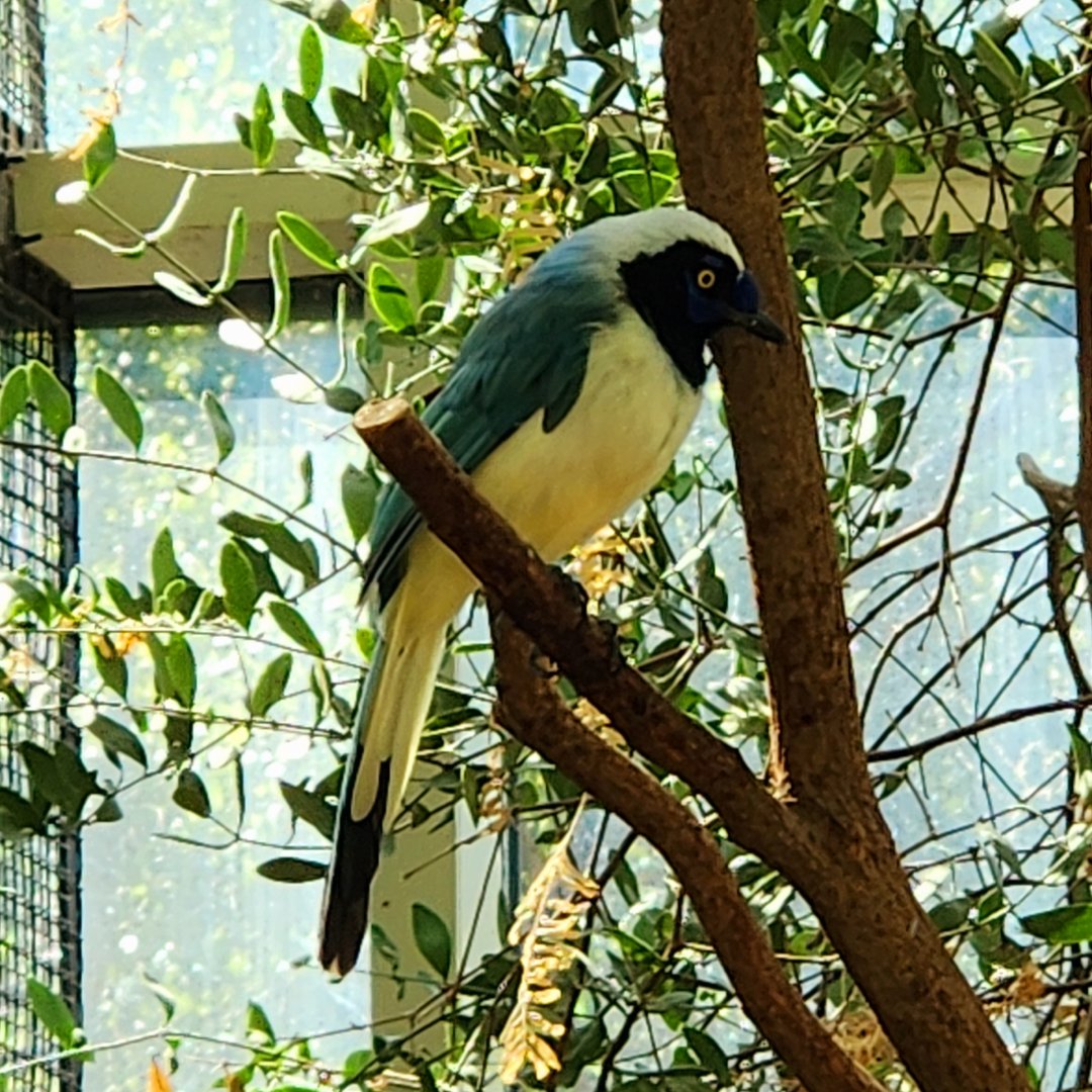 Northern Green Jay (Cyanocorax yncas luxuosus) (?)