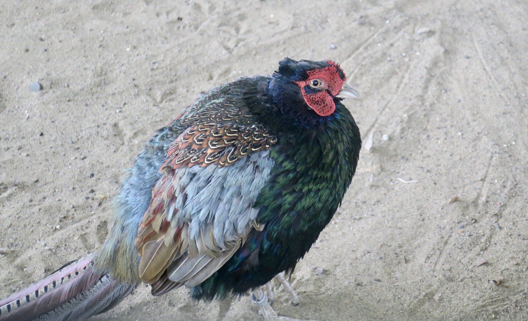 Northern Green Pheasant (Phasianus versicolor robustipes)