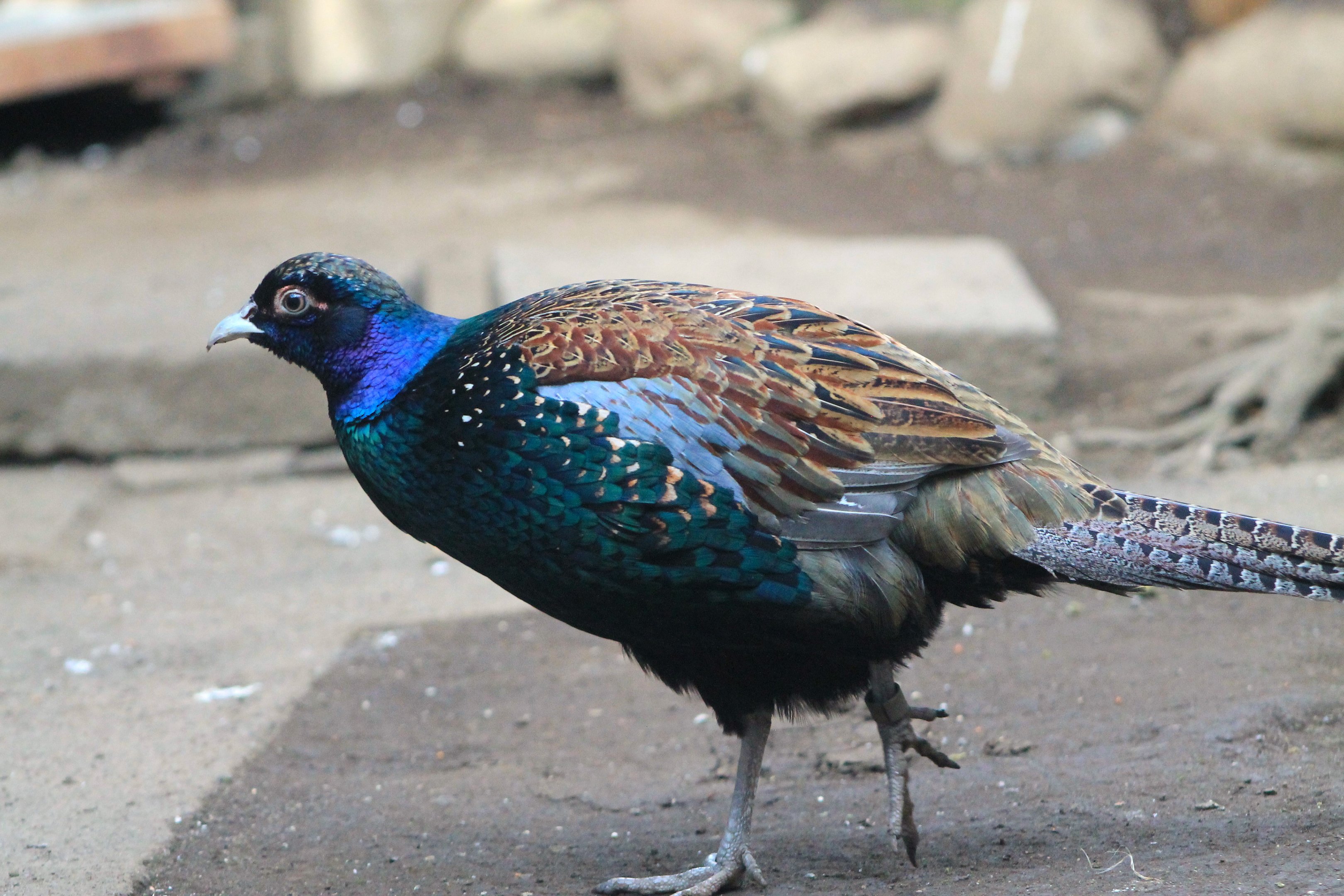 Northern Green Pheasant (Phasianus versicolor robustipes)