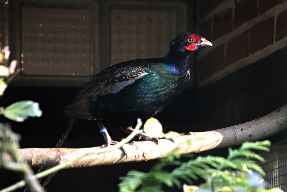 Northern green pheasant (Phasianus versicolor robustipes)