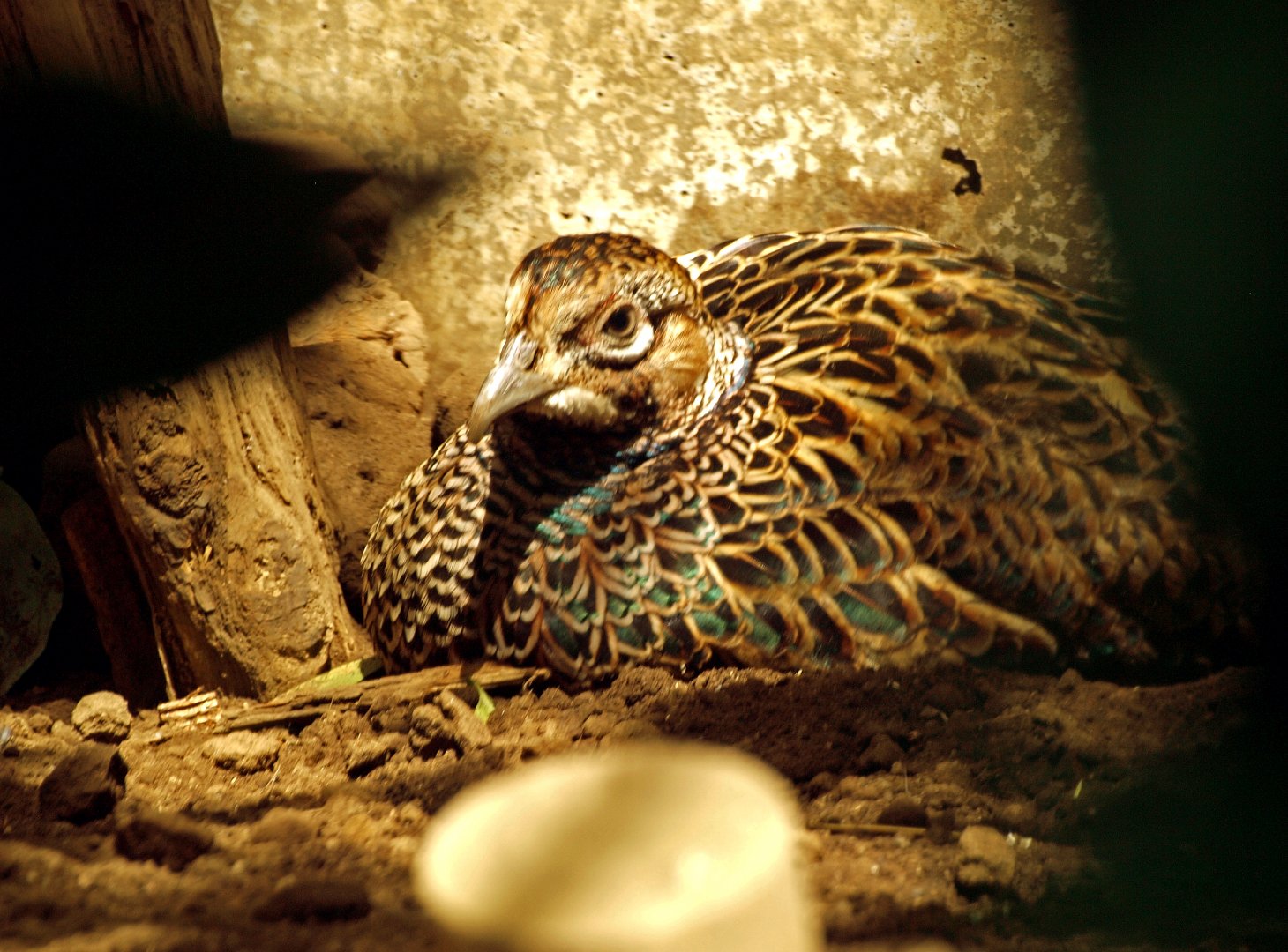 Northern green pheasant