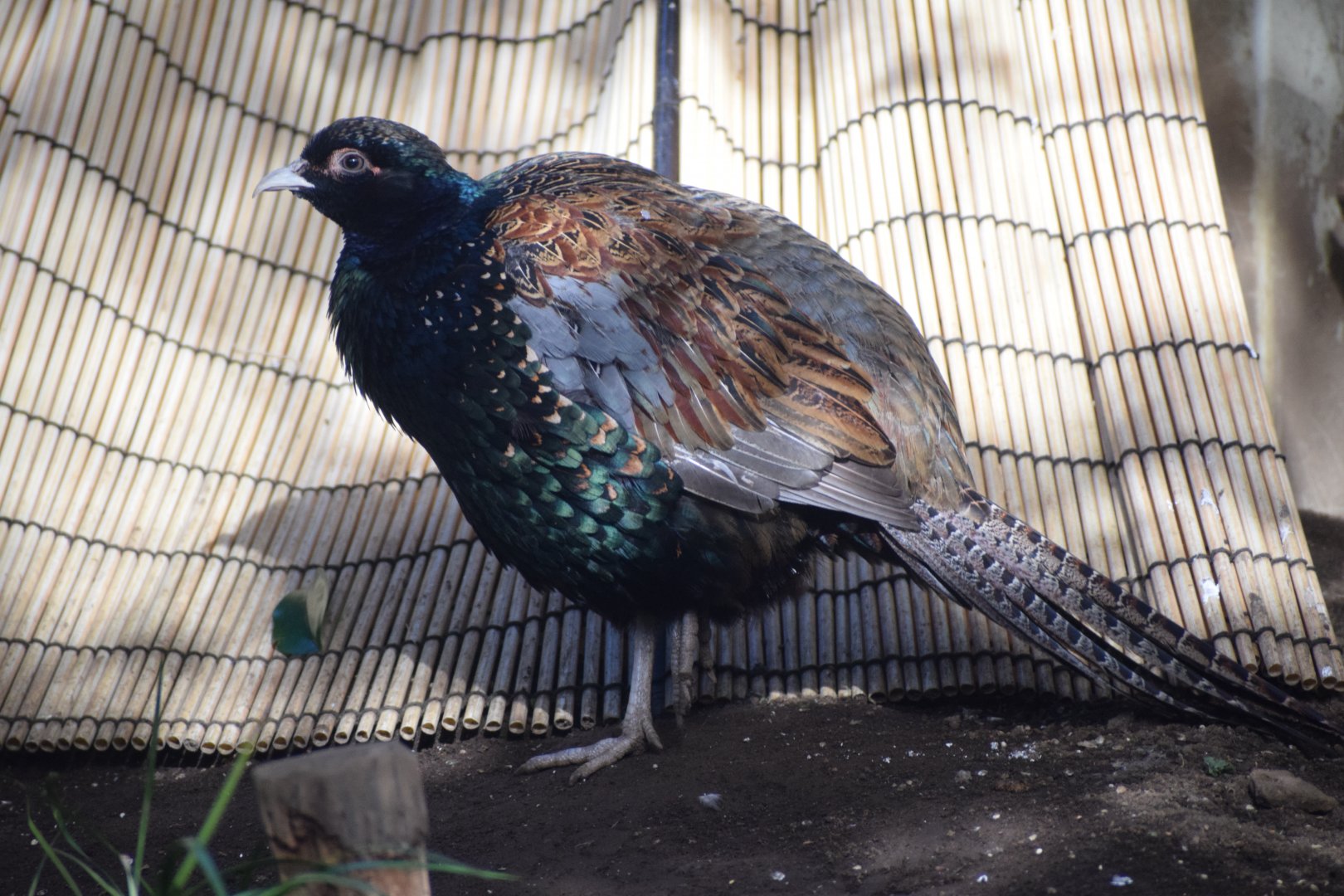 Northern green pheasant