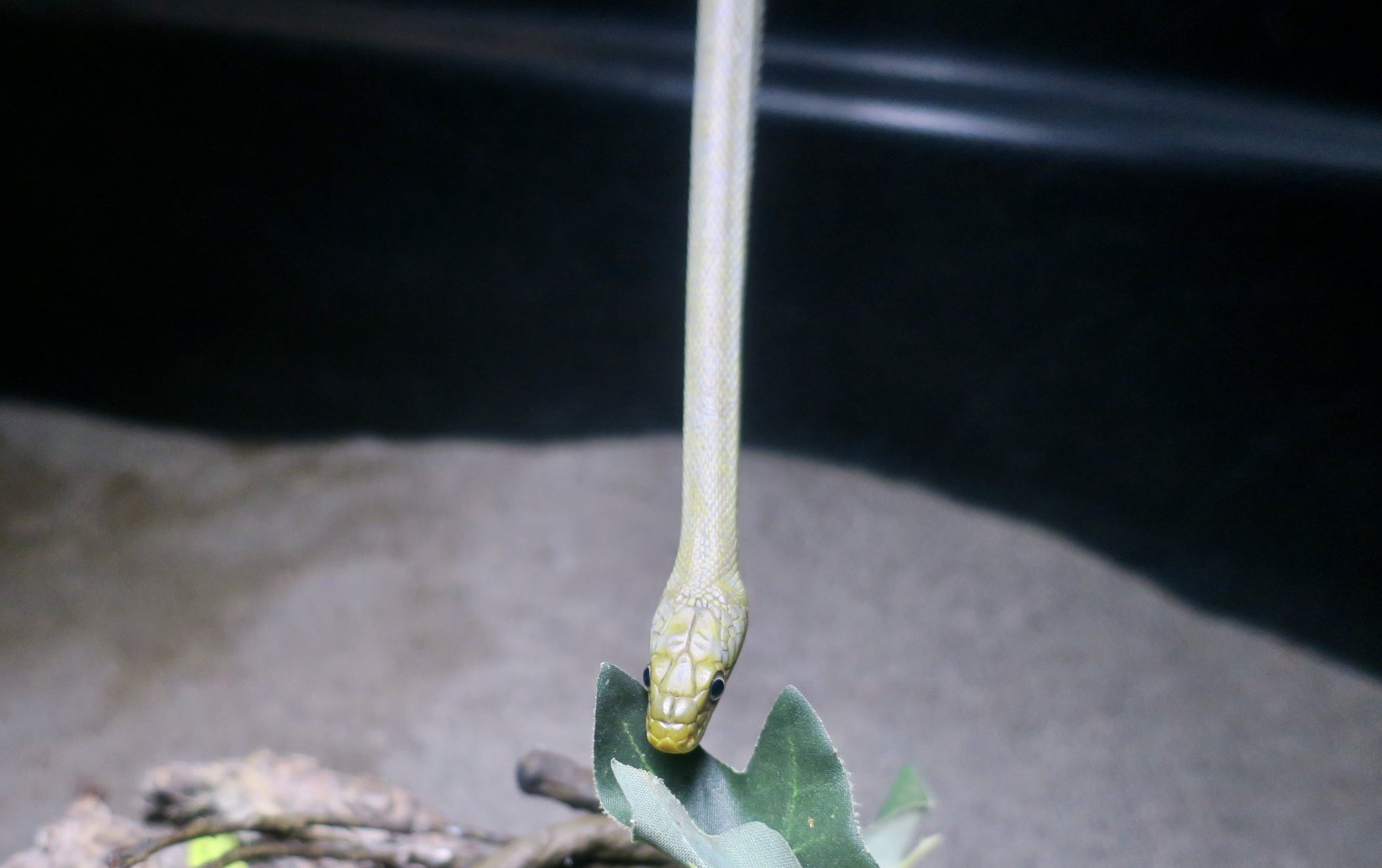 Northern Green Rat Snake (Senticolis triaspis intermedia)