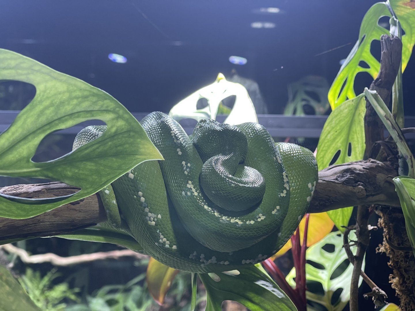 northern green tree phyton (morelia azurea) - museum komodo