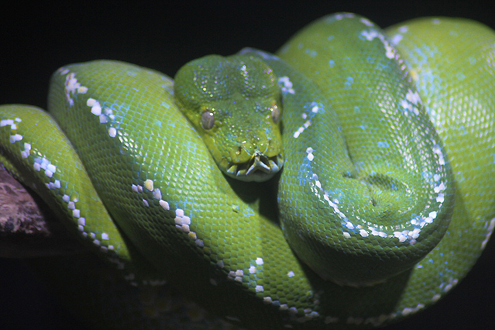 Northern green tree python (Morelia azurea pulcher)
