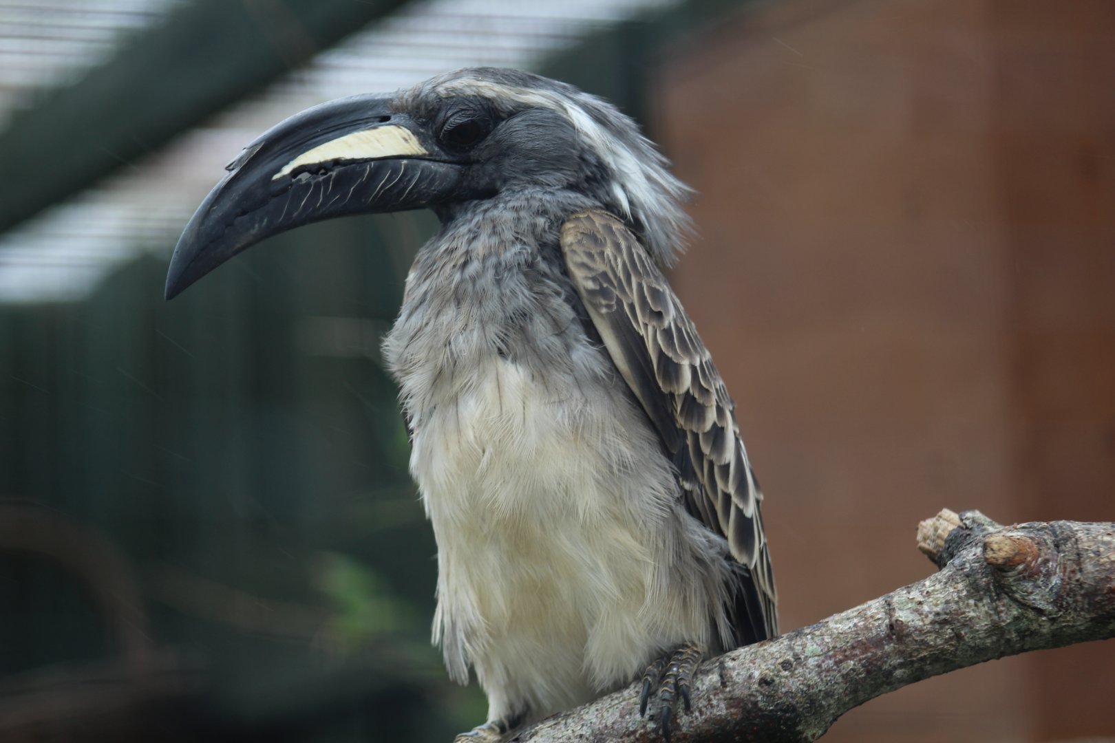 Northern Grey Hornbill
