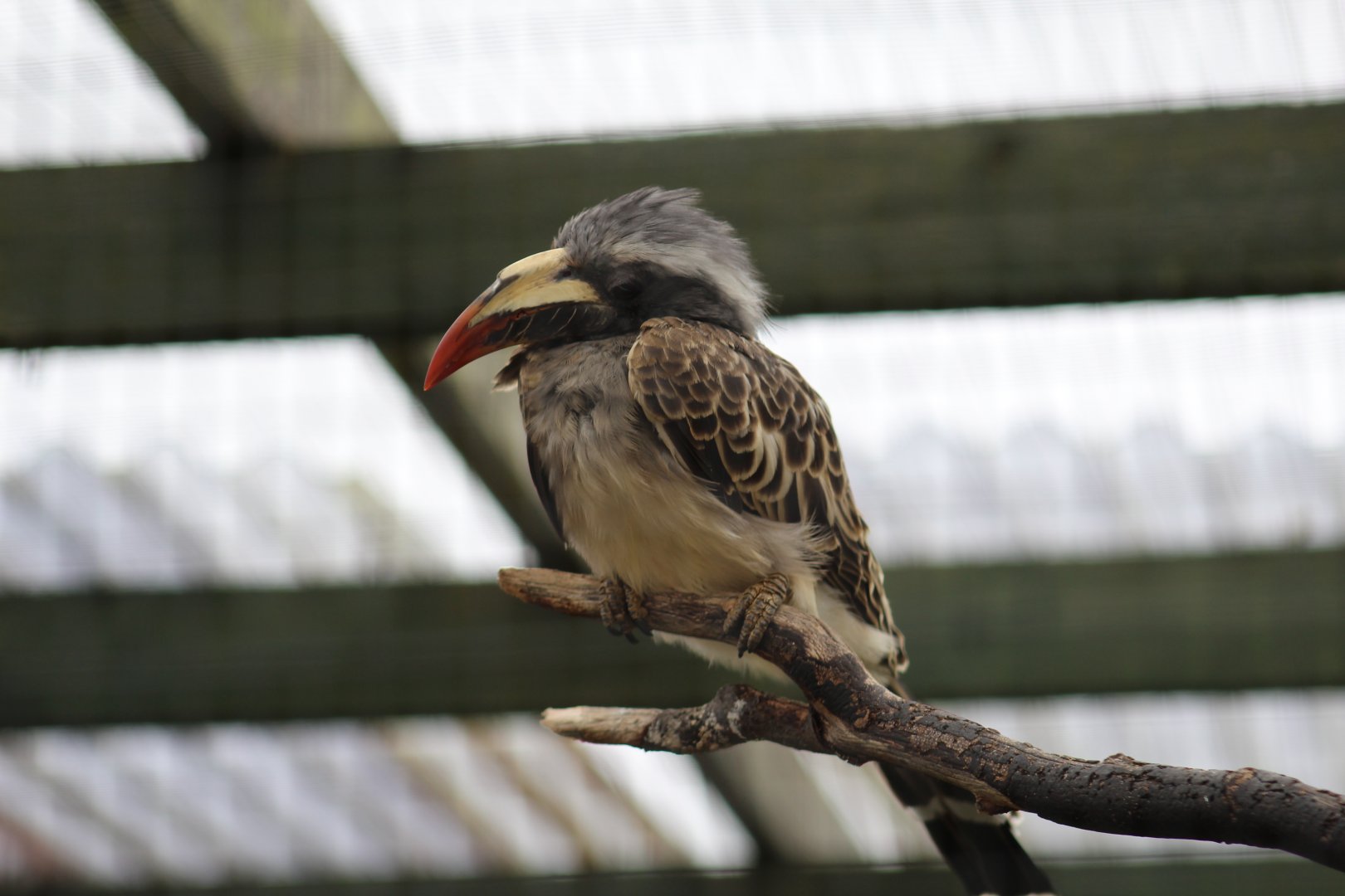Northern Grey Hornbill