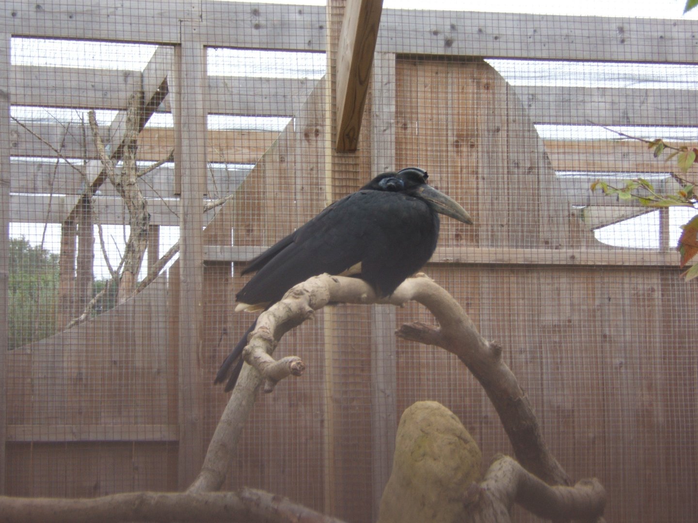 Northern Ground Hornbill 10/09/2017