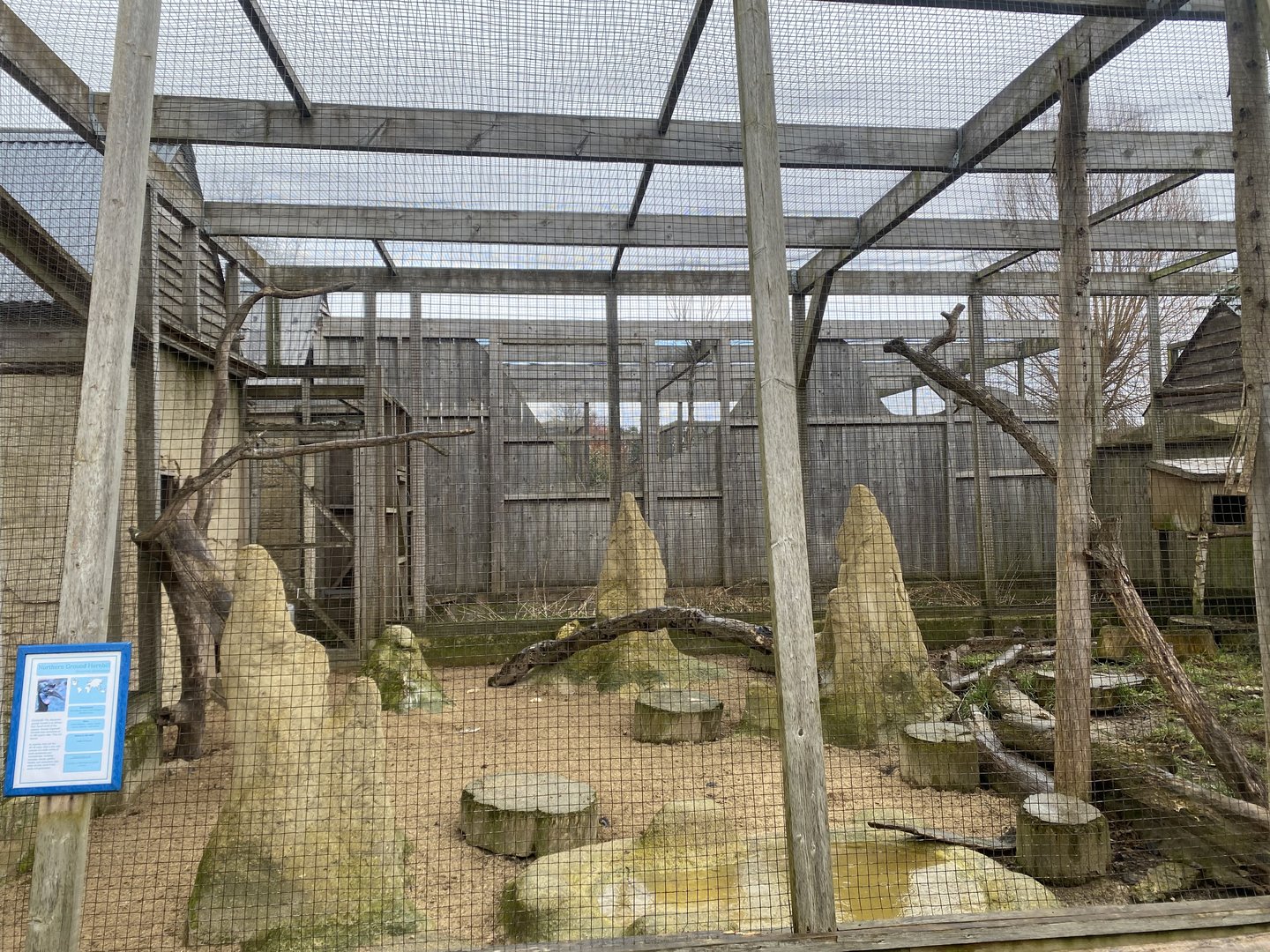 Northern ground hornbill aviary 010323