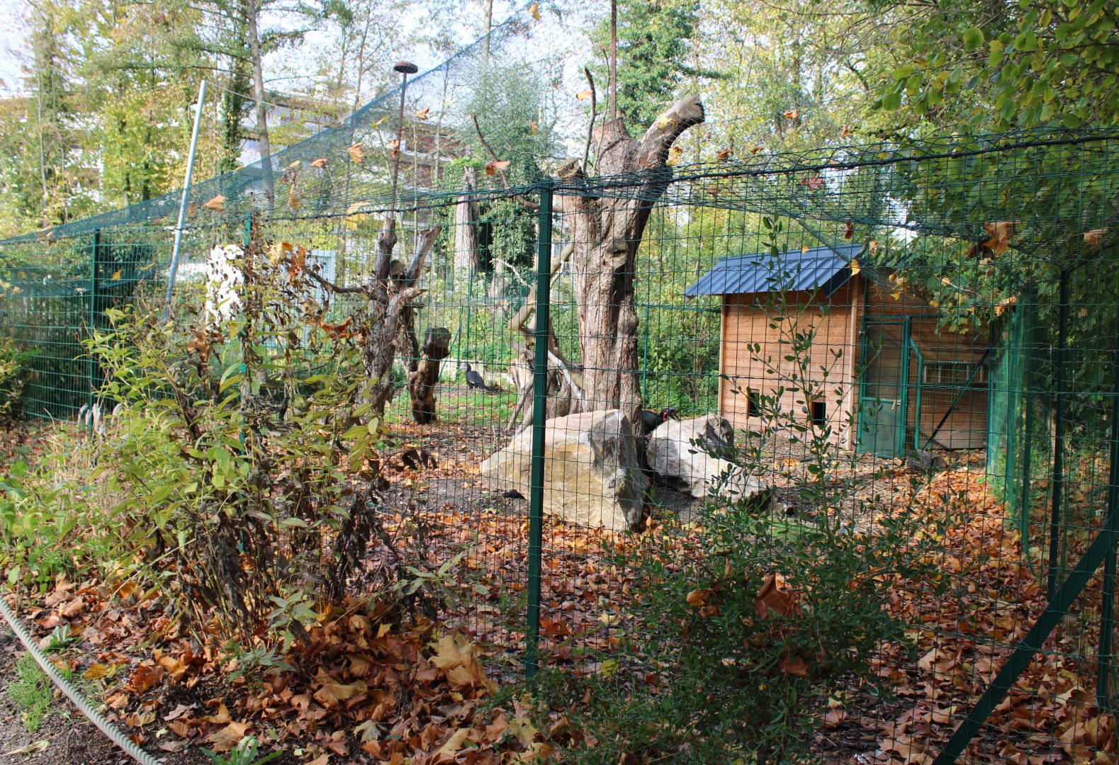 Northern ground hornbill aviary
