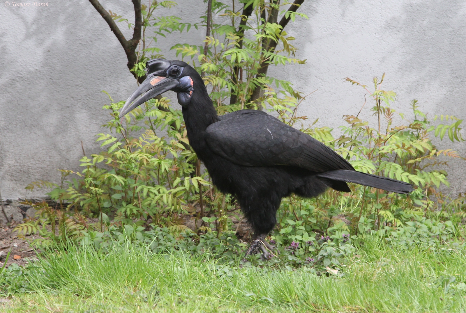 Northern Ground-Hornbill (Bucorvus abyssinicus)