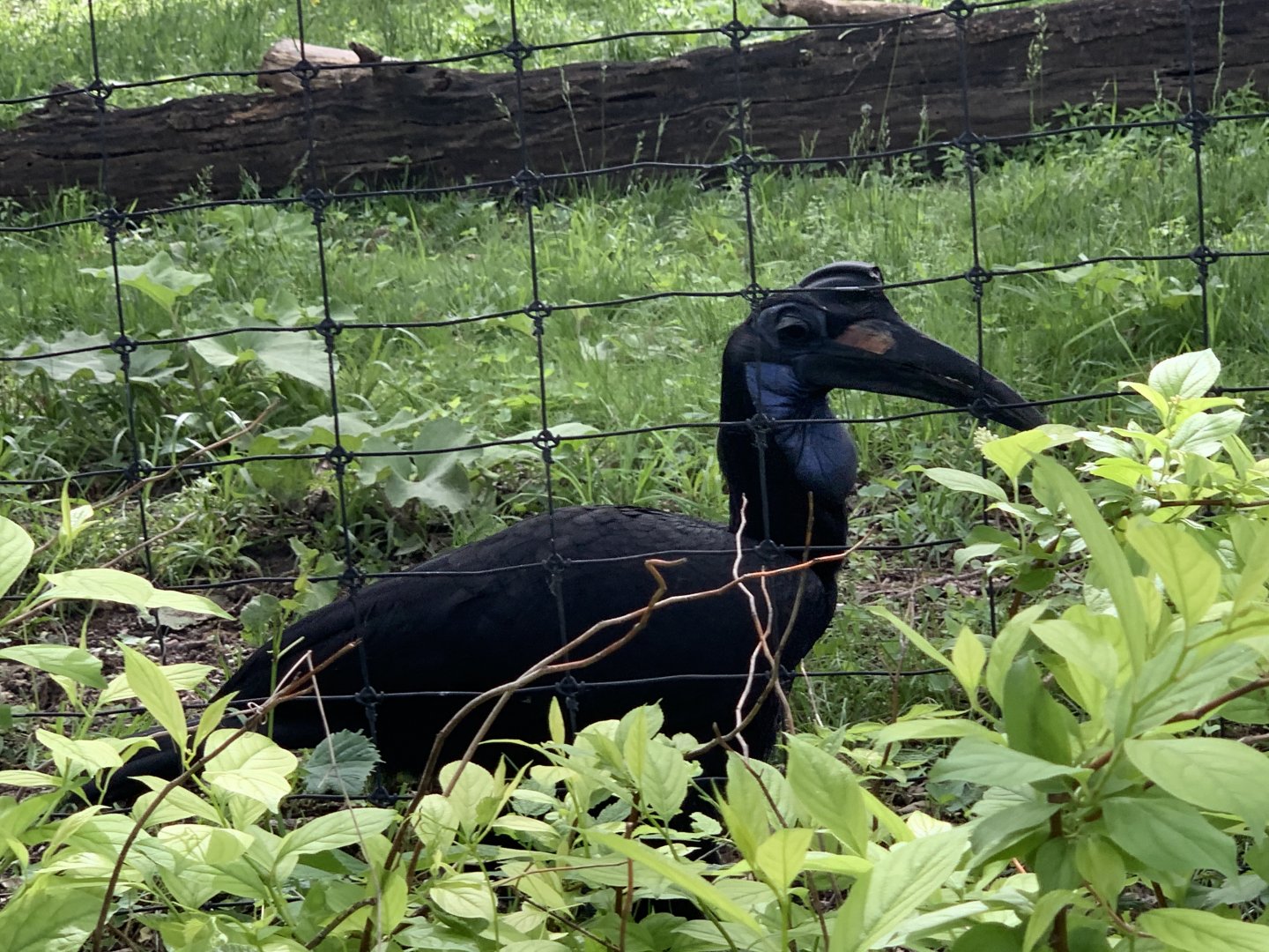 Northern Ground Hornbill (Bucorvus abyssinicus)