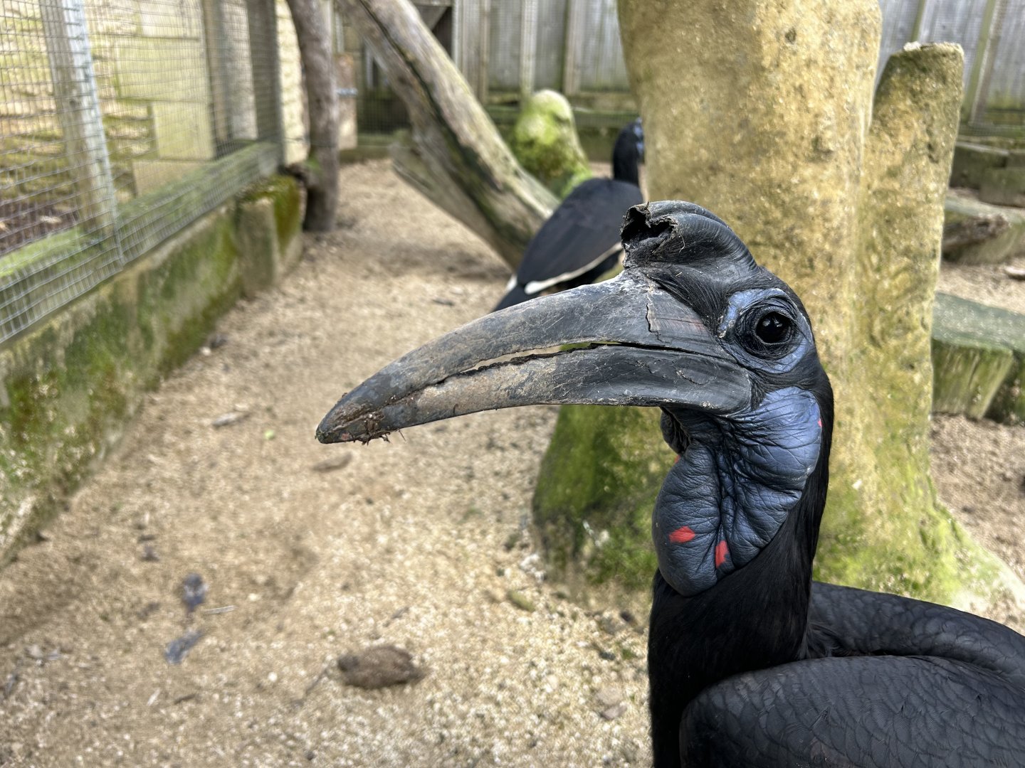 Northern Ground Hornbill, (Bucorvus abyssinicus)