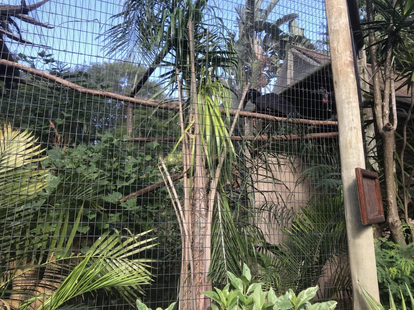 Northern Ground Hornbill Exhibit