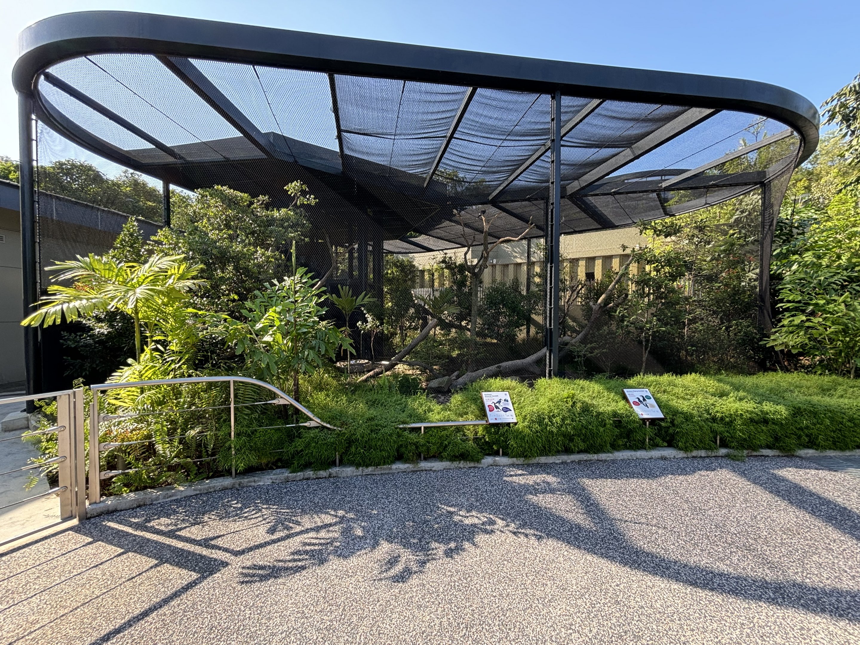 Northern Ground Hornbill + Western Piping Hornbill