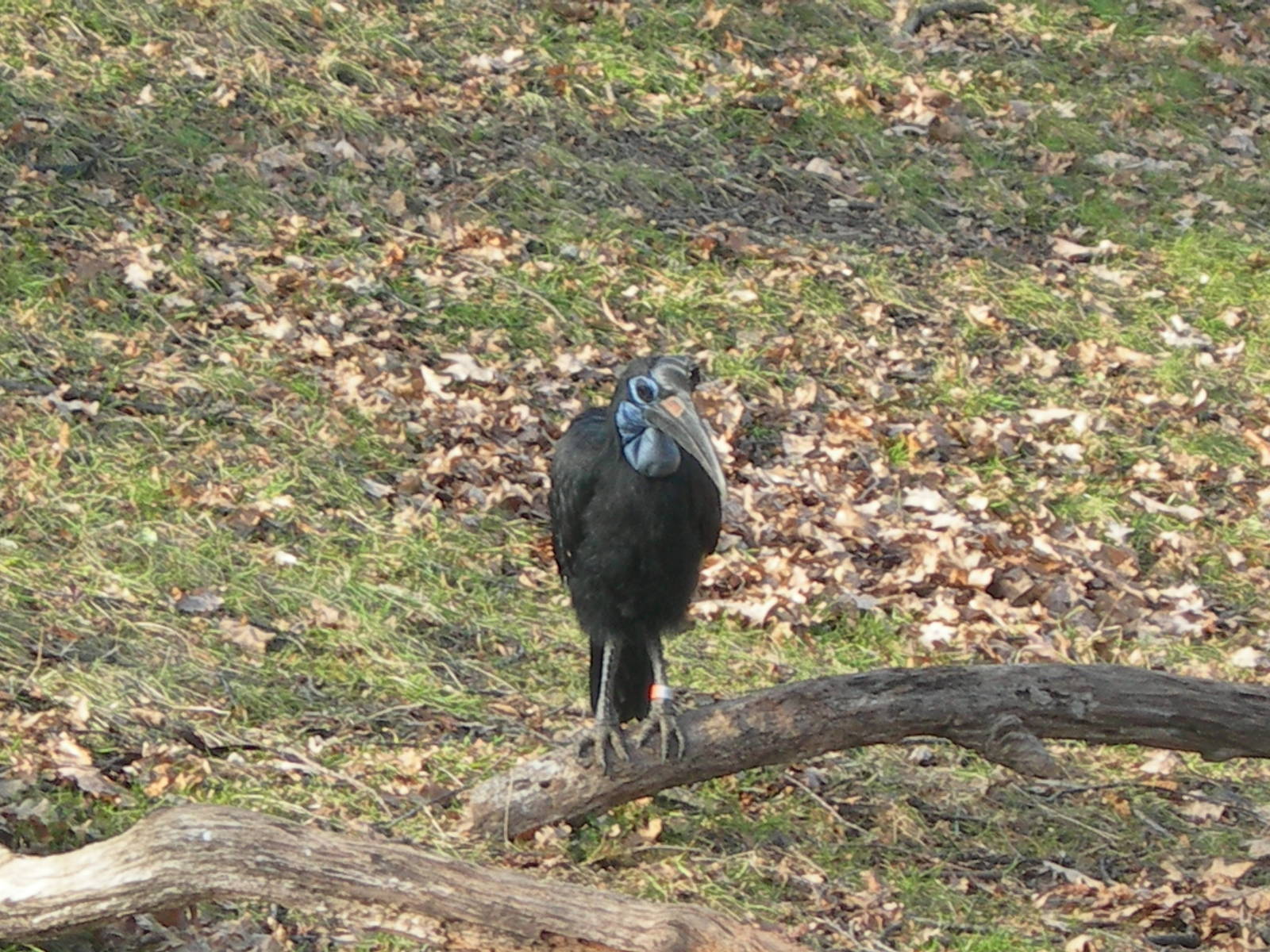 Northern Ground Hornbill