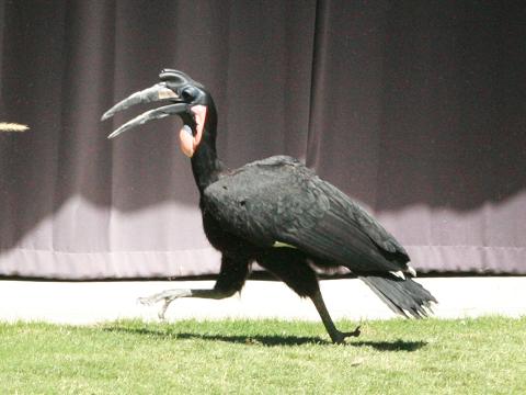 Northern Ground-hornbill