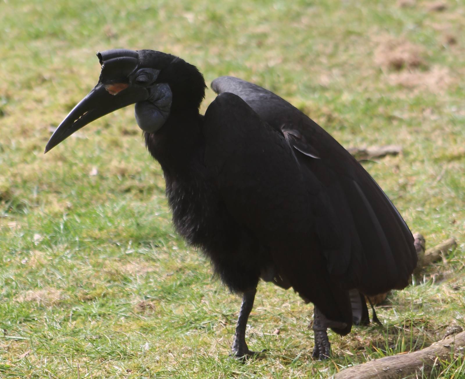 Northern ground hornbill