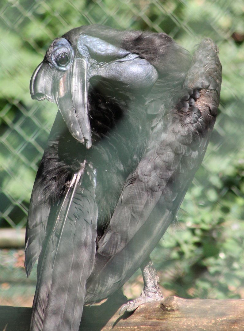 Northern ground-hornbill