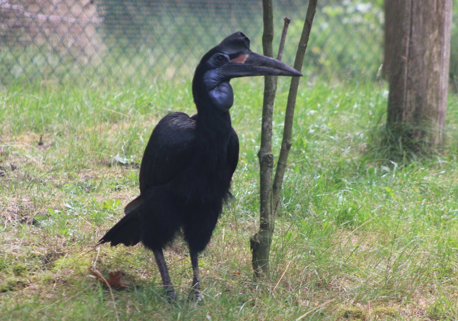Northern ground hornbill