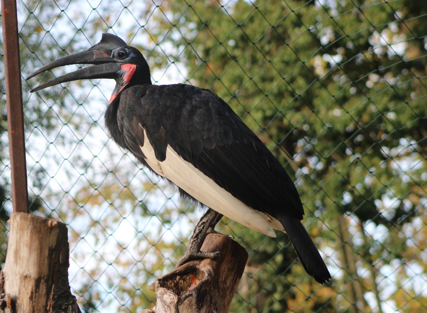 Northern ground hornbill