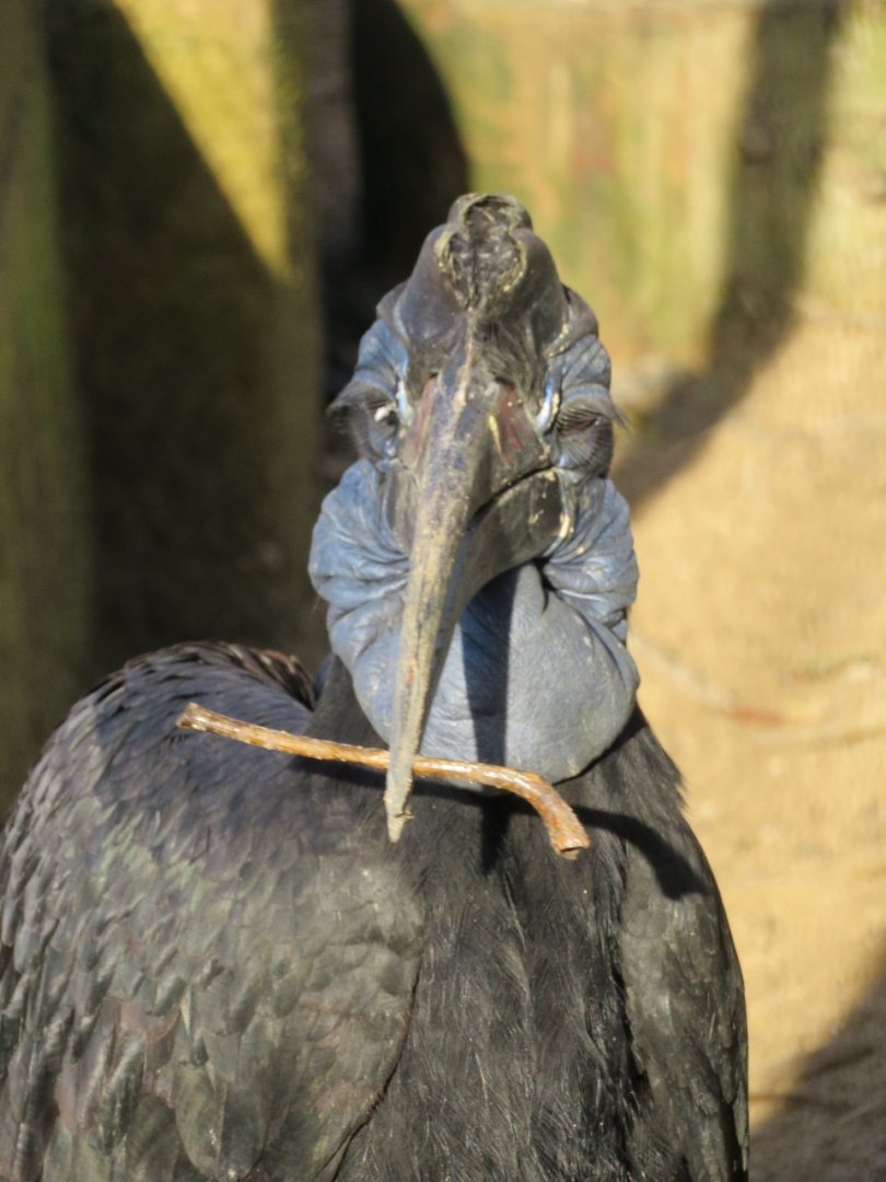 Northern ground hornbill