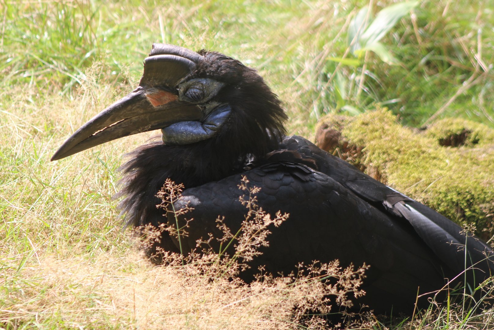 Northern ground hornbill
