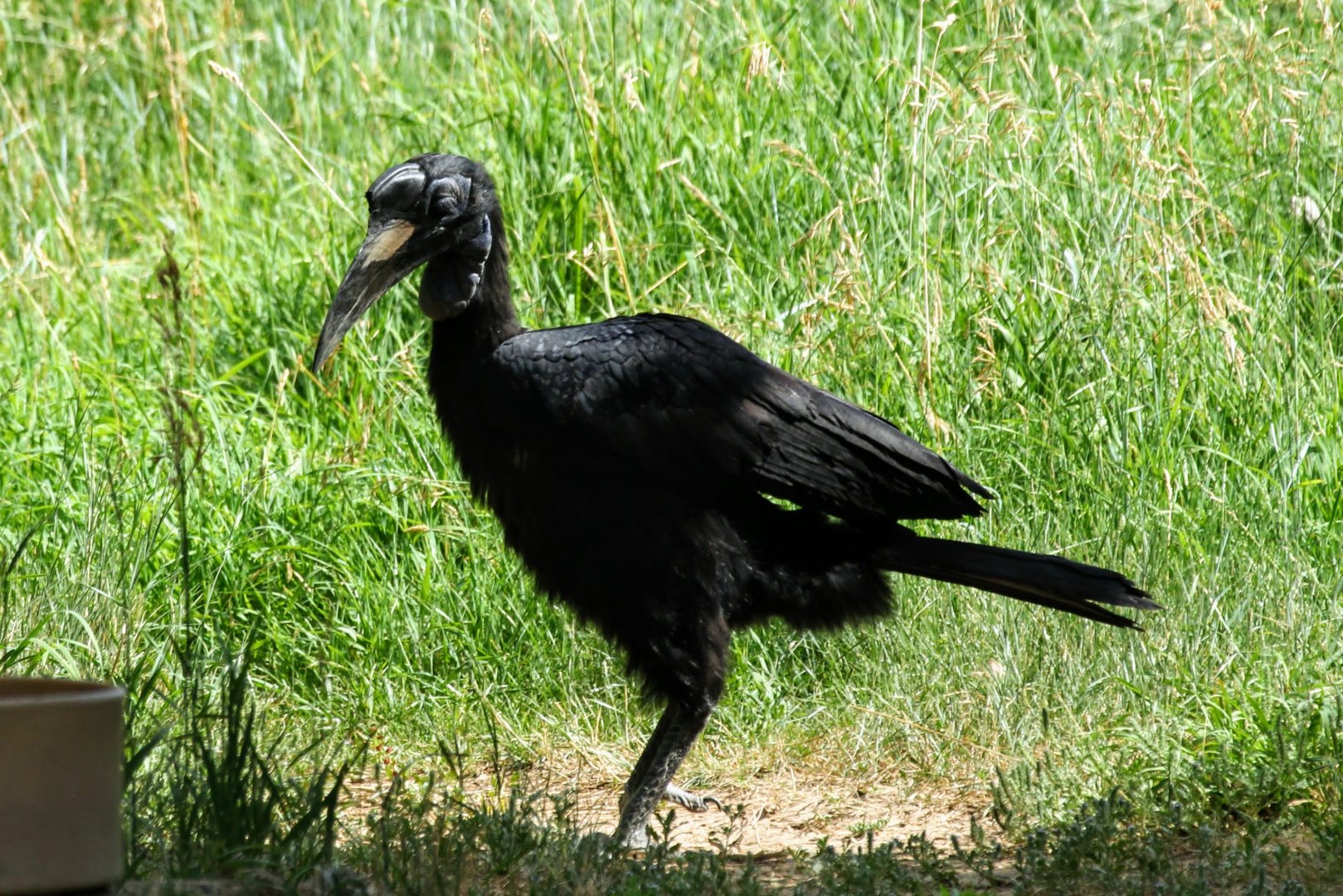 Northern Ground Hornbill