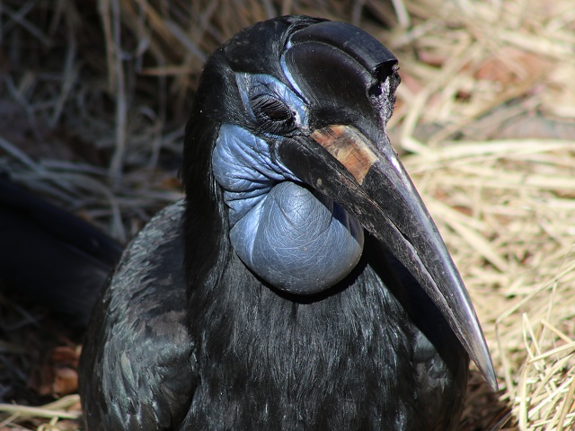 Northern Ground-hornbill