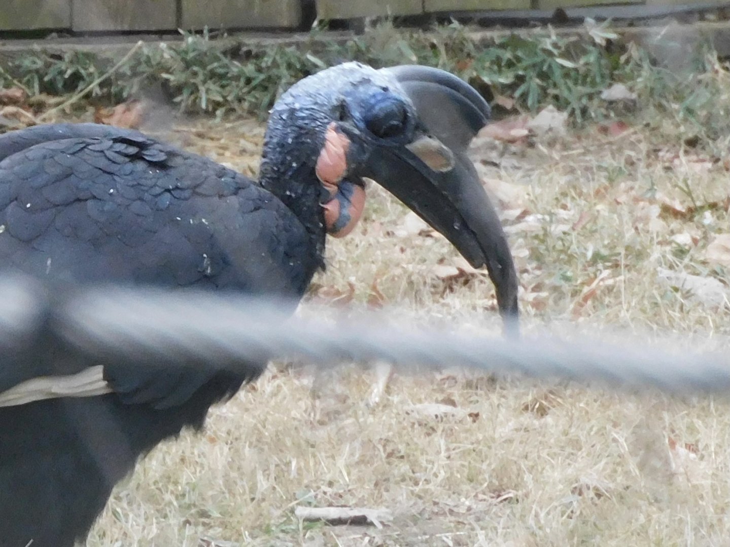 Northern ground hornbill