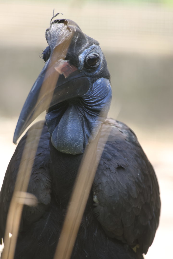 Northern Ground Hornbill