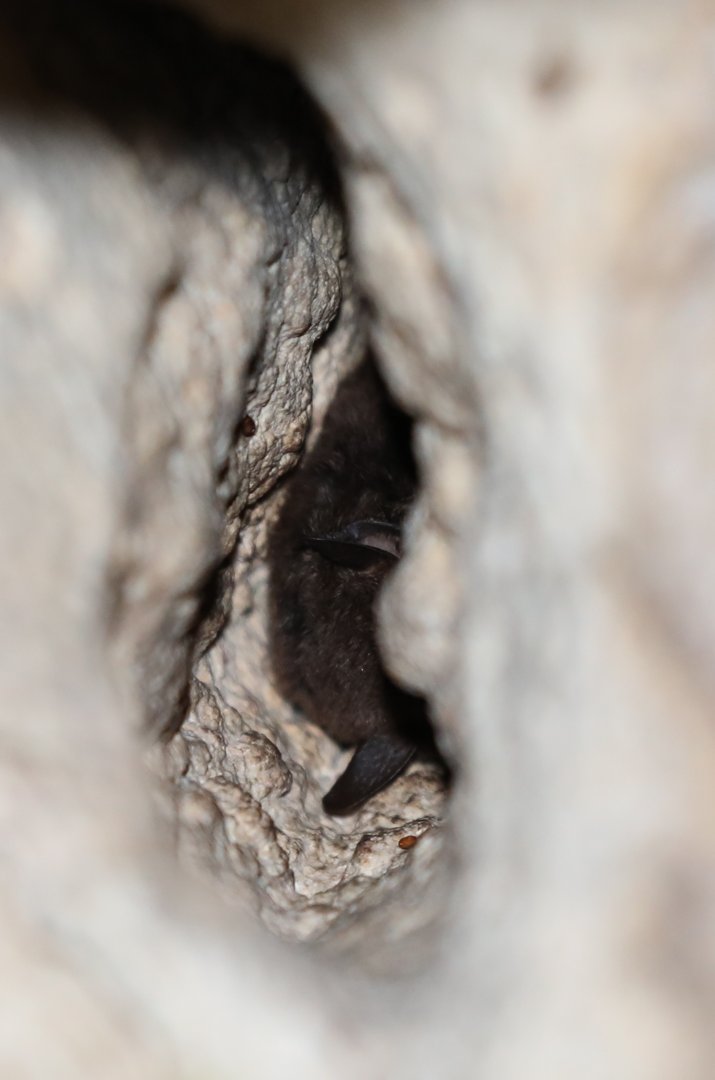 Northern Hairy-legged Myotis (Myotis pilosatibialis)