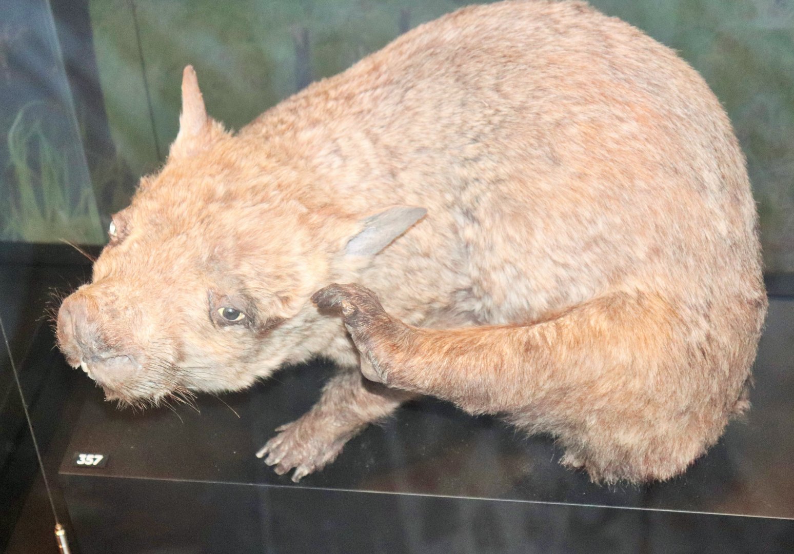Northern Hairy-nosed Wombat (Lasiorhinus krefftii)