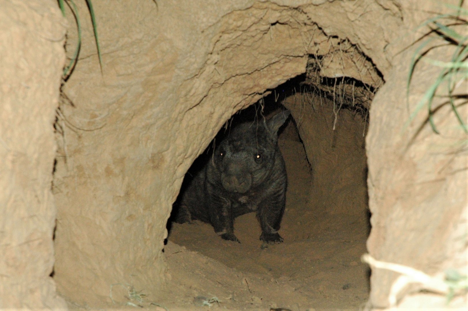 Northern Hairy-nosed Wombat (Lasiorhinus krefftii)