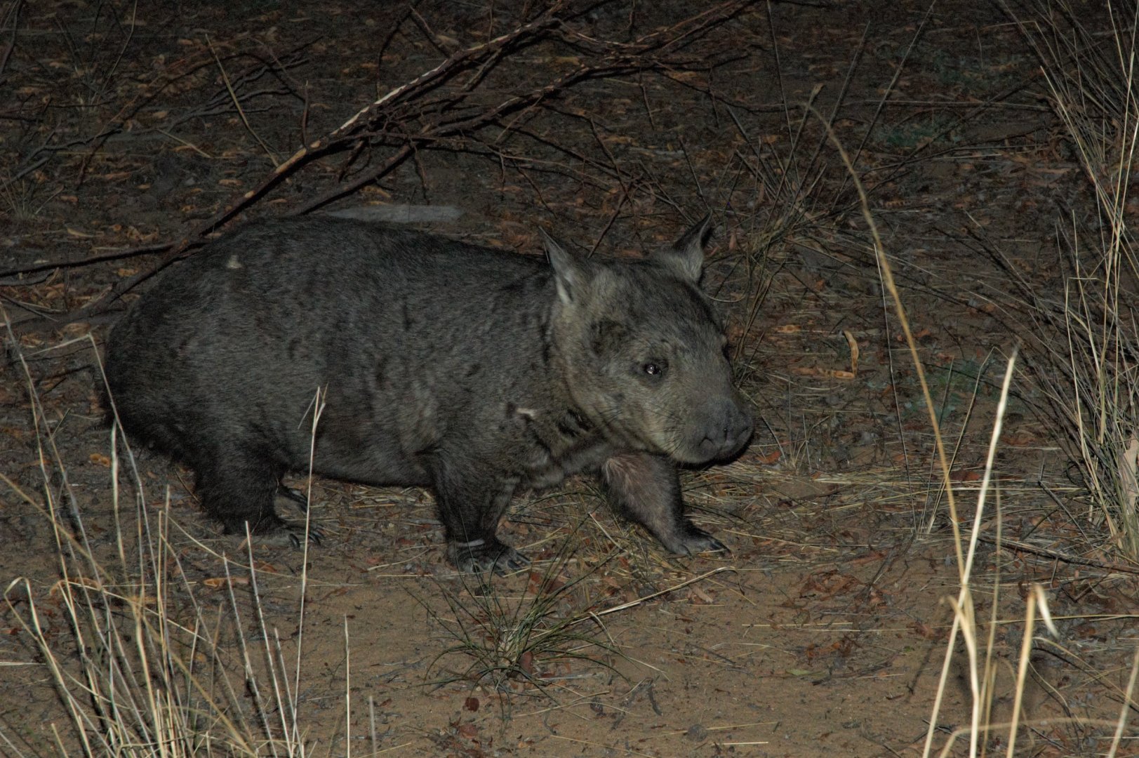 Northern Hairy-nosed Wombat (Lasiorhinus krefftii)
