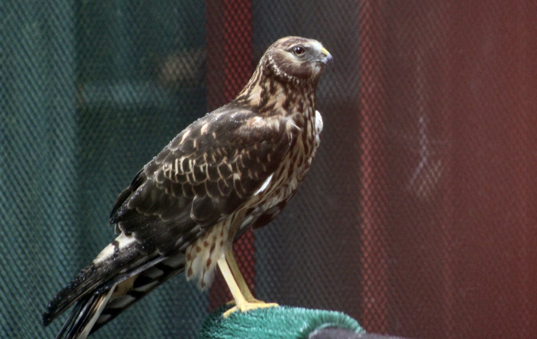 Northern Harrier (Circus hudsonius) female
