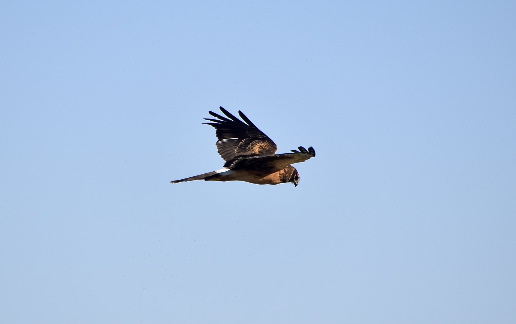 Northern Harrier (Circus hudsonius) female
