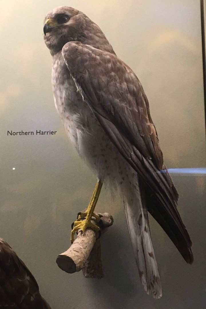 Northern harrier (Circus hudsonius)