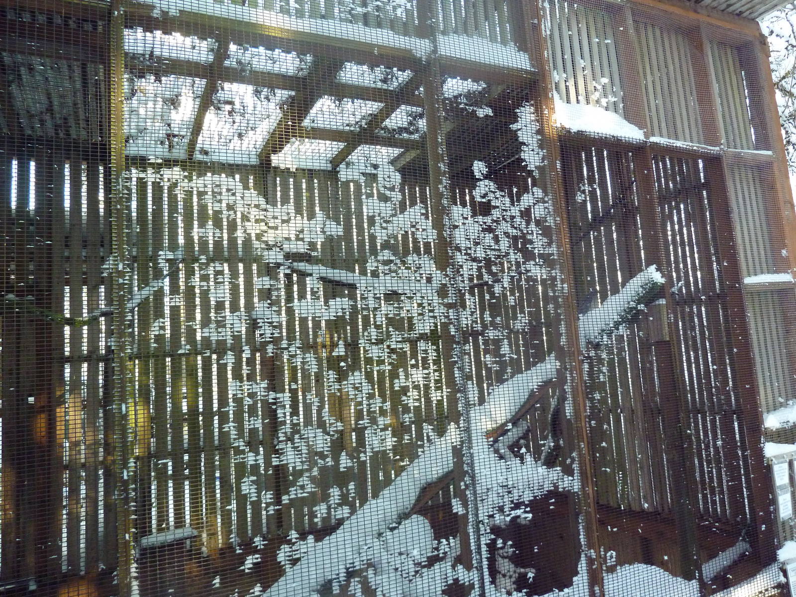 Northern Harrier Exhibit